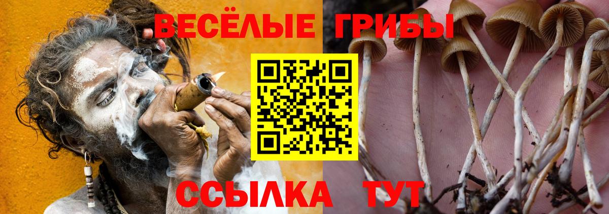 Галлюциногенные грибы Cubensis Донской
